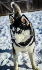 siberian husky dog