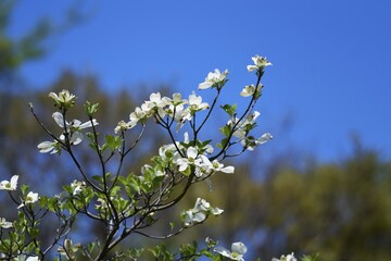 Dogwood blossoms. Dogwood is a Cornaceae deciduous tree that blooms white and pink flowers from April to May.