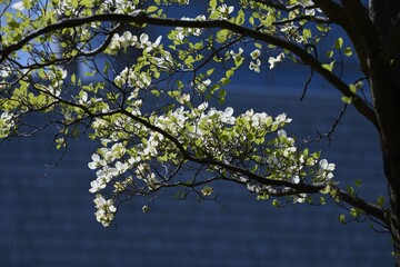 Dogwood blossoms. Dogwood is a Cornaceae deciduous tree that blooms white and pink flowers from April to May.