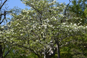Dogwood blossoms. Dogwood is a Cornaceae deciduous tree that blooms white and pink flowers from April to May.