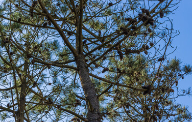 Pine trees at Rio de Moinhos Beach in Esposende, Portugal.