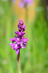 Orchis mascula is an orchid with a terrestrial habit. A wild fuchsia orchid
