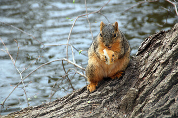 Obraz premium squirrel in the park