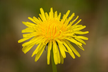 Macro close-up of a yellow dandelion flower in the field on a spring morning