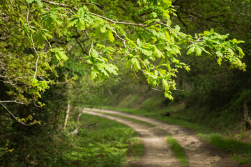 Oak branches with green leaves on a blurred path in a forest