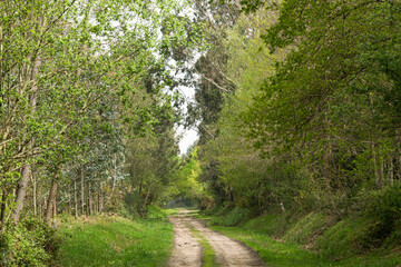 Fototapeta na wymiar Forest trail in spring with trees and lush vegetation