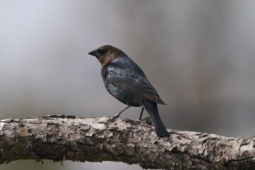 Brown Headed cowbird landed on a perch and puffing up feathers as a mating display in early spring with grey forested background
