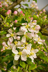 Detail shot of the flowers of an apple tree in spring