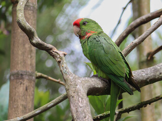 Loros típicos 