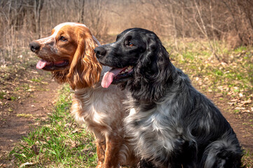 Portrait of two adorable Russian spaniels in the spring forest. Close-up of a dog's head. Red-white and black-white purebred dogs.