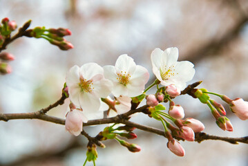 春爛漫　美しく花開いた桜のクローズアップ