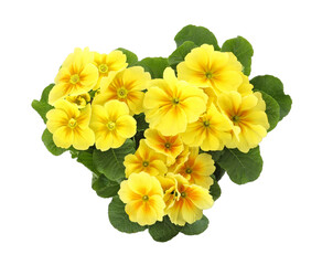 Fototapeta premium Beautiful primula (primrose) plants with yellow flowers on white background, top view. Spring blossom