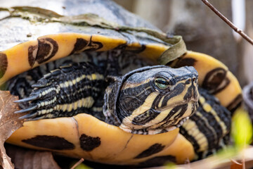 Painted Water Turtle