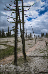 Silhoutted dead pine trees next to an alkaline geothermal pool runoff path at West Thumb Geyser Basin in Yellowstone National Park, Wyoming, USA, 2005.