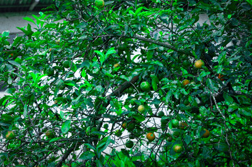 lemon