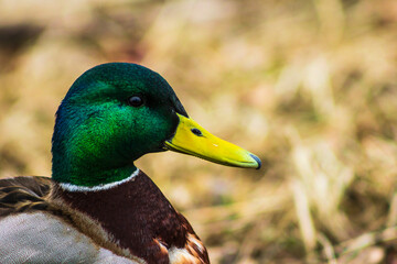 beautiful duck green color head yellow beak nature