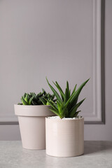 Beautiful Aloe and Haworthia in pots on light table. Different house plants