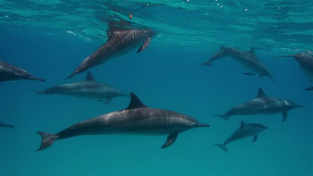 Family of dolphins swimming in ocean. Dolphins surfacing on surface of the water. Observation of behavior of dolphins underwater. Clear blue water and beauty of nature. Concept of natural environment