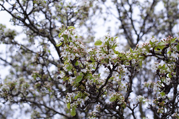 blossoming tree in spring