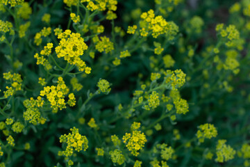 Obraz premium yellow flowers in the garden