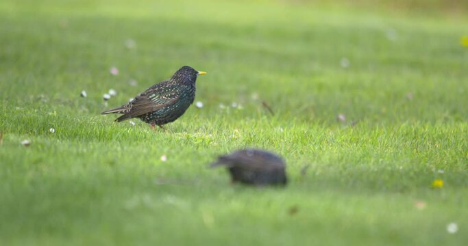 Starling speckled birds pecking feeding on green grass sunshine