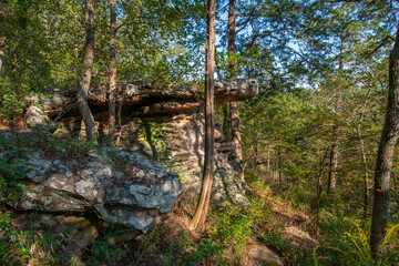 rocky path in the forest