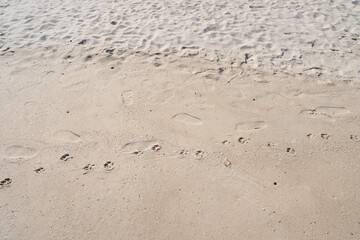 Fototapeta na wymiar Dog footprints on the sand tropical beach in sunny summer day