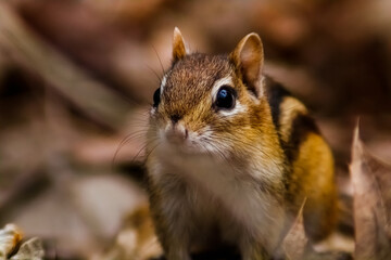 close up of a friendly Chipmunk