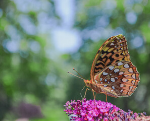 Great Spangled Fritillary (Speyeria cybele) with wings closed feeding on Butterfly Bush (Buddleia davidii).  Copy space. Closeup.