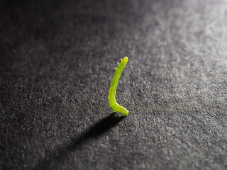 Tokyo,Japan-April 9, 2021: Closeup of green worm or caterpillar on black background
