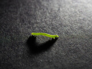 Tokyo,Japan-April 9, 2021: Closeup of green worm or caterpillar on black background
