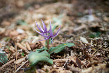筑波山のカタクリの花