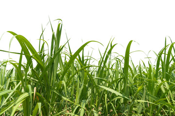 Fresh green linear leaf of Sugar cane isolated on white background, dicut with clipping path and copy space.