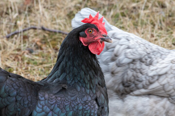 A portrait of a black glossy feathered hen with a greenish sheen, a bright red comb and a long beak. The domestic barn animal is outdoors in a barn pen with other chickens. 
