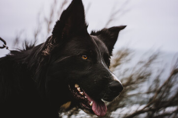 Beautiful Black Farm Dog Stands Near the Shore