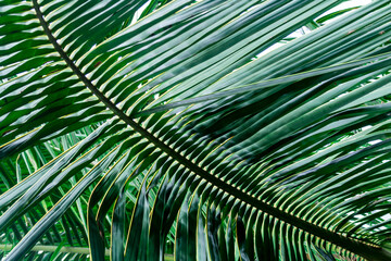 Detail with selective focus of the leaf of a palm tree in a garden in Brazil