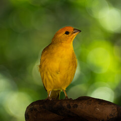 Atlantic Canary, a small Brazilian wild bird.The yellow canary Crithagra flaviventris is a small passerine bird in the finch family. 