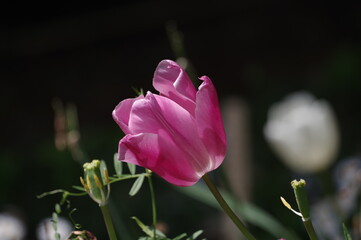 pink tulip flower
