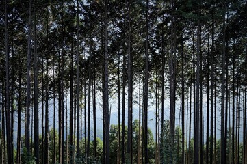 Fototapeta premium 高尾山から陣馬山、登山風景