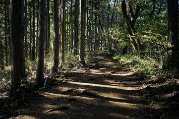 Obraz premium 高尾山から陣馬山、登山風景