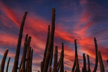 sunset over the desert