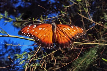 butterfly in the grass