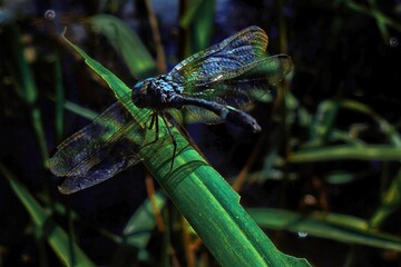 blue dragonfly on a green leaf