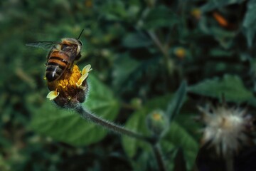 bee on a flower