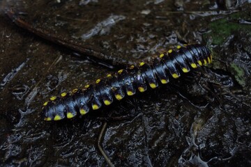centipede