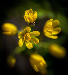 Obraz premium yellow flower macro