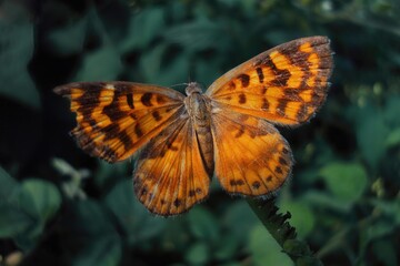 butterfly on a flower