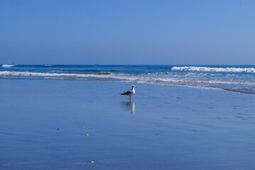 Fototapeta na wymiar A wide view of a sandy beach covered in the blue ocean with blue sky. In the middle of the beach is a single seagull. The wild bird is standing in the wet sand. The sky is reflecting in the sand.