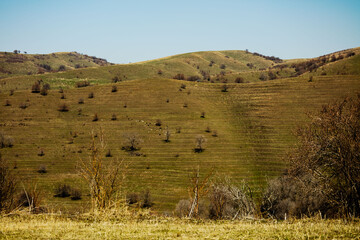 Fototapeta premium landscape with mountains and trees