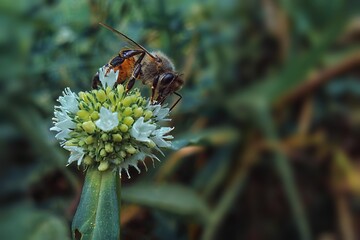 bee on a flower